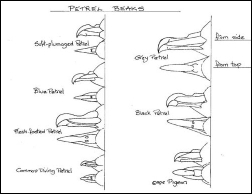 Petrel beaks.jpg